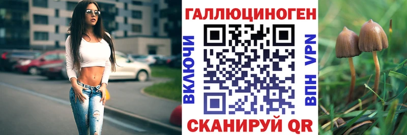 Купить где  Шилка  Псилоцибиновые грибы Psilocybe 